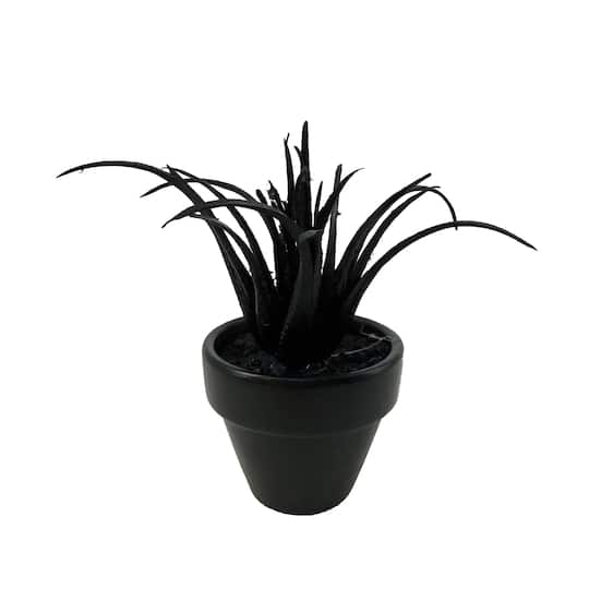 Assorted Mini Black Potted Succulent, 1pc. by Ashland®